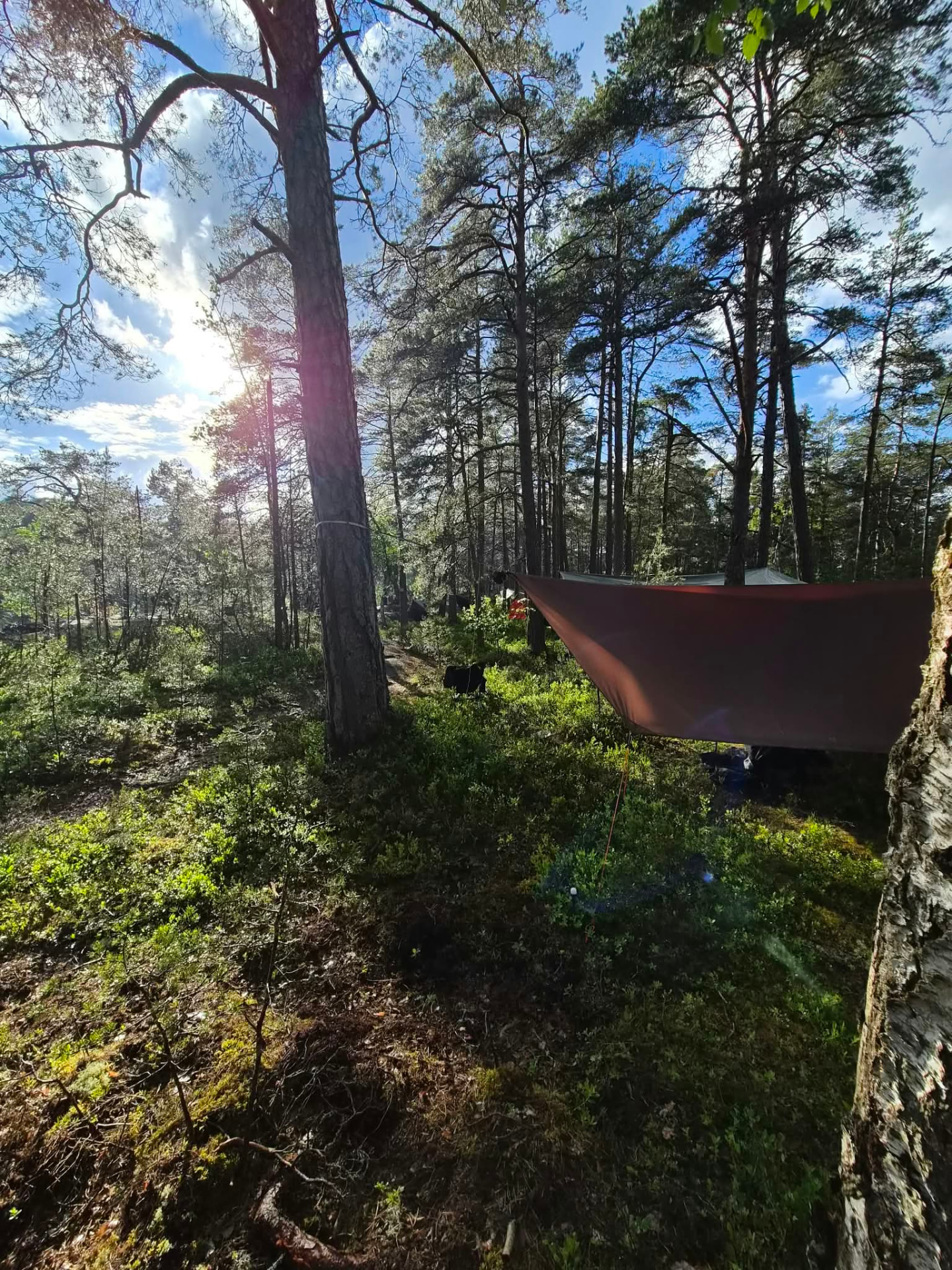 Tarp uppspänd över hammockplatsen i en ljus, solig skog